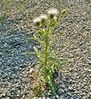 Cirsium cymosum var. canovirens