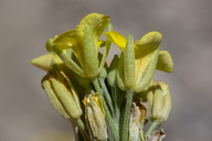 Physaria gordonii