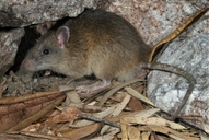 Rattus leucopus
