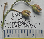 Scrophularia californica