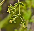 Galium californicum ssp. californicum ?
