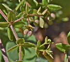 Galium californicum ssp. californicum ?