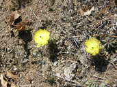 Echinocereus subinermis