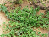 Apodanthera undulata