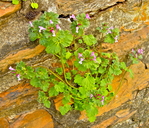 Lamium amplexicaule