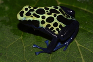 Dendrobates tinctorius