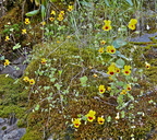 Erythranthe guttata