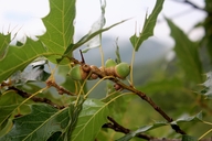Quercus albocincta