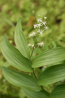 Maianthemum stellatum