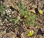 Lomatium plummerae