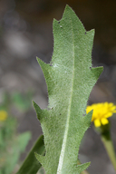 Leontodon saxatilis ssp. saxatilis
