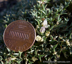 Astragalus kentrophyta var. danaus