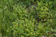 Ranunculus muricatus