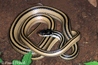 Four-striped Snake