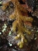 Ptilidium californicum