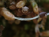 Ptilidium californicum