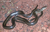 Six-lined Water Snake