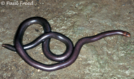 Boettger's Worm Snake