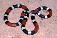 Argentinian Coral Snake