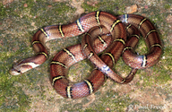 Light-barred Kukri Snake