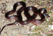 Barred Kukri Snake