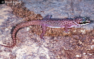 Large-scaled Gecko