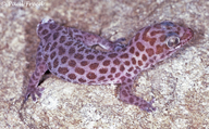 Western Spotted Thick-toed Gecko
