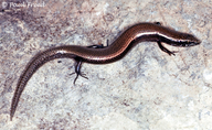 Namibian Snake-eyed Skink