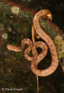 Atayal Slug-eating Snake