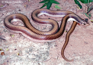 Banded Pampas Snake