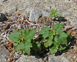 Proboscidea parviflora ssp. parviflora