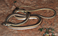Fork-marked Sand Snake