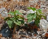 Proboscidea parviflora ssp parviflora