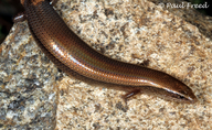 White-spotted Supple Skink
