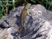 Cape Arboreal Spiny Lizard