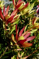 Leucadendron saligna