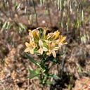 Collomia grandiflora