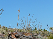 Corvus corax sinuatus