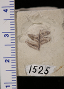 Pteridium calabazensis