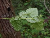 Photo of Rubus nivalis