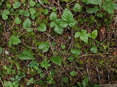 Rubus nivalis