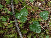Rubus nivalis