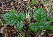 Photo of Rubus nivalis