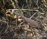 Stagmomantis californica