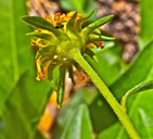 Helianthella californica var.