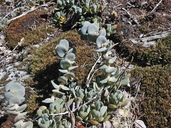 Photo of Sedum laxum ssp. heckneri