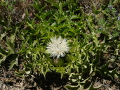 Cirsium scariosum var. americanum