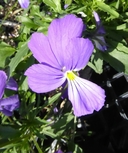 Viola corsica