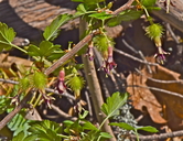 Ribes roezlii var. cruentum