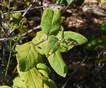 Lepechinia cardiophylla